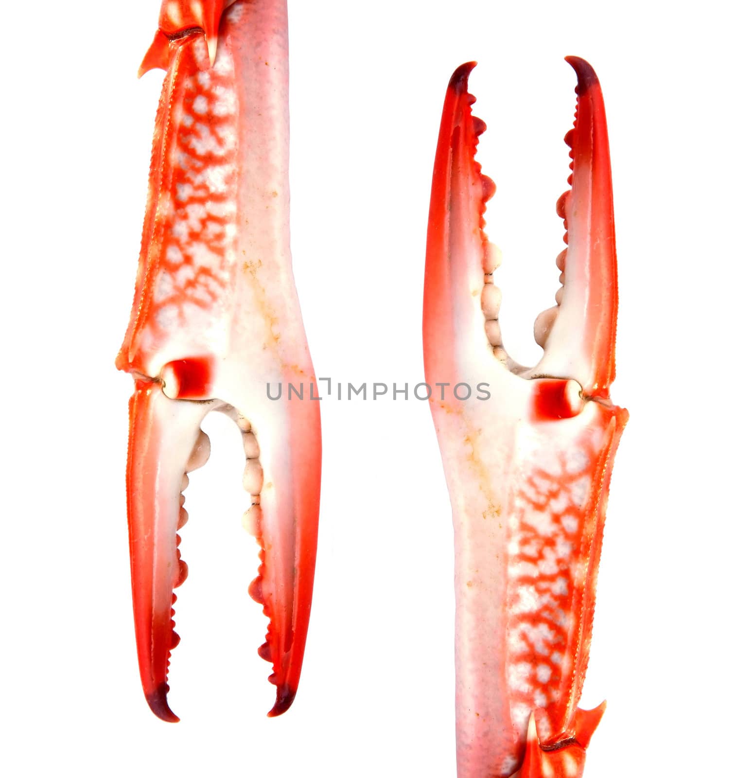 Red Crab Claw Isolated on White Background by opasstudio