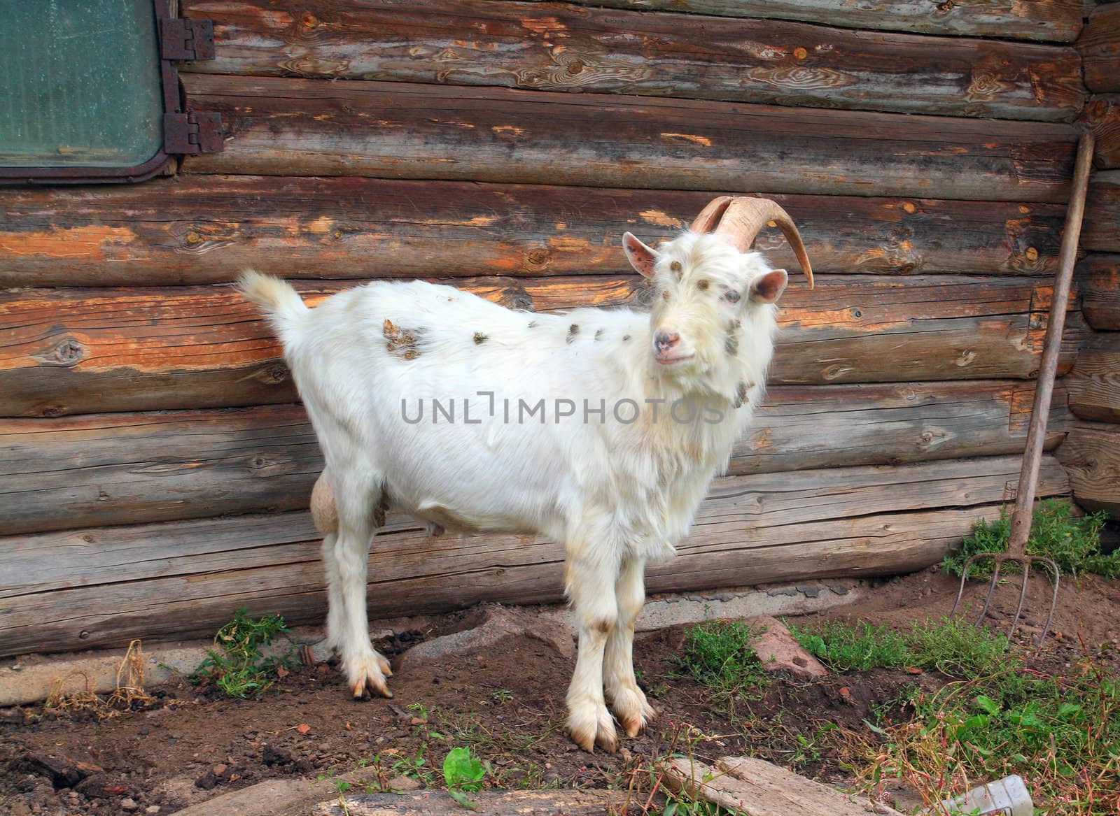 nanny goat near rural building