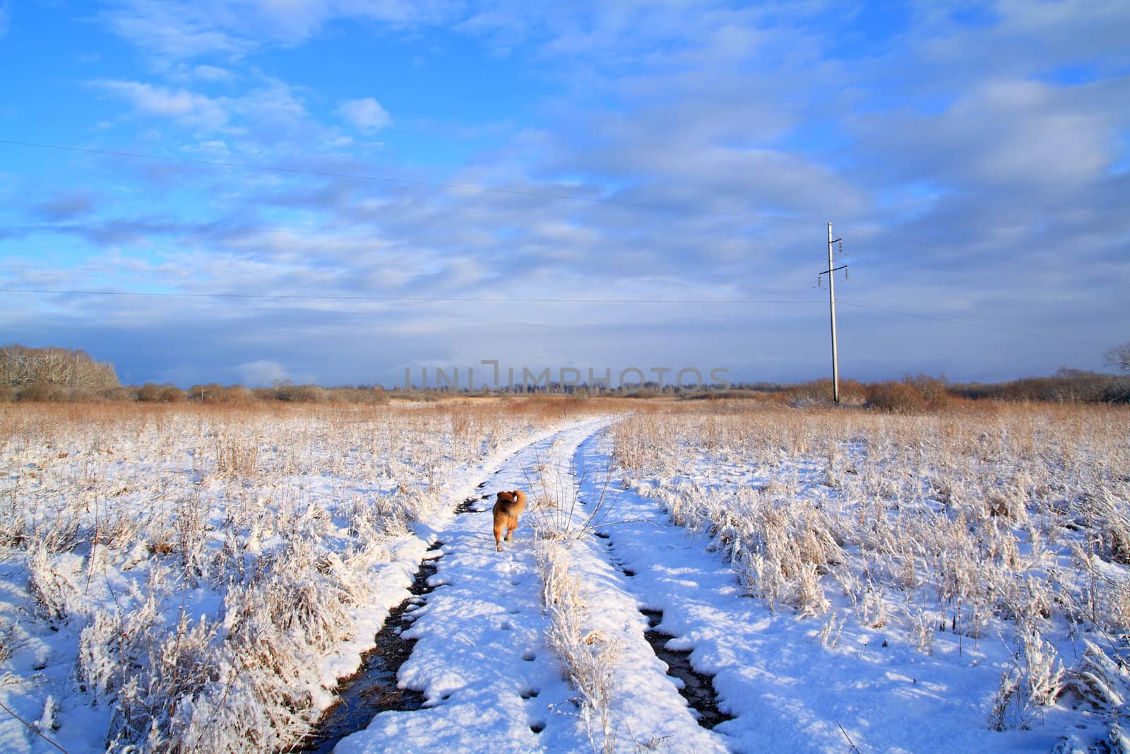 rural road through winter field by basel101658
