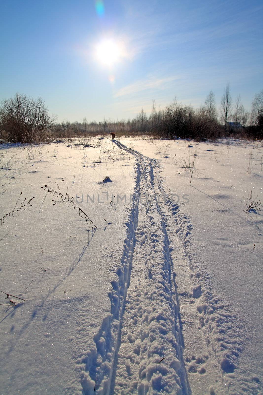 track left by skis in wood