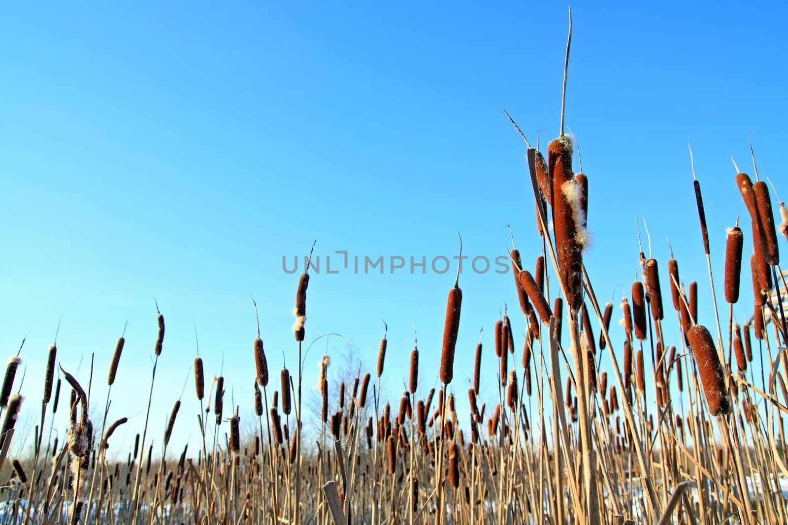 dry bulrush on celestial background