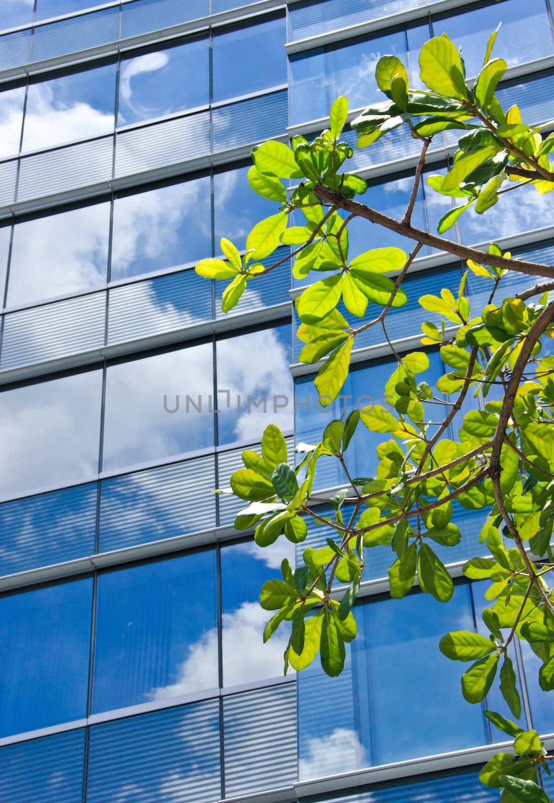 Tree with modern office building and blue sky reflection  by nuchylee