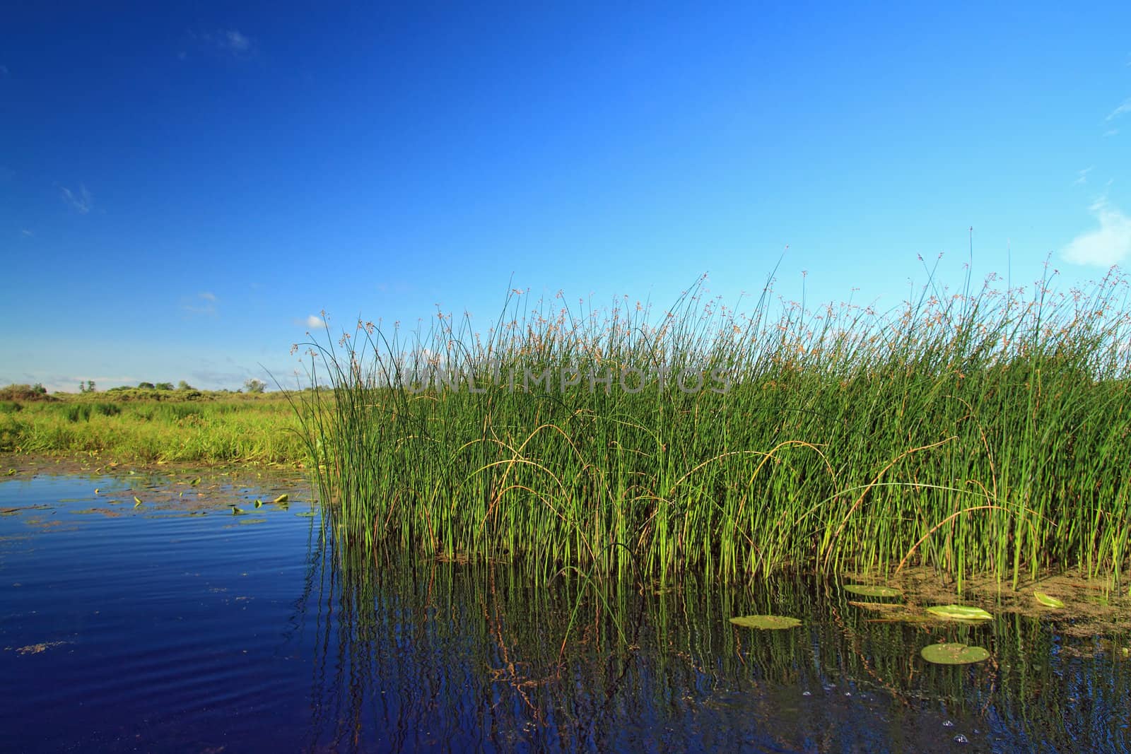 marsh herb