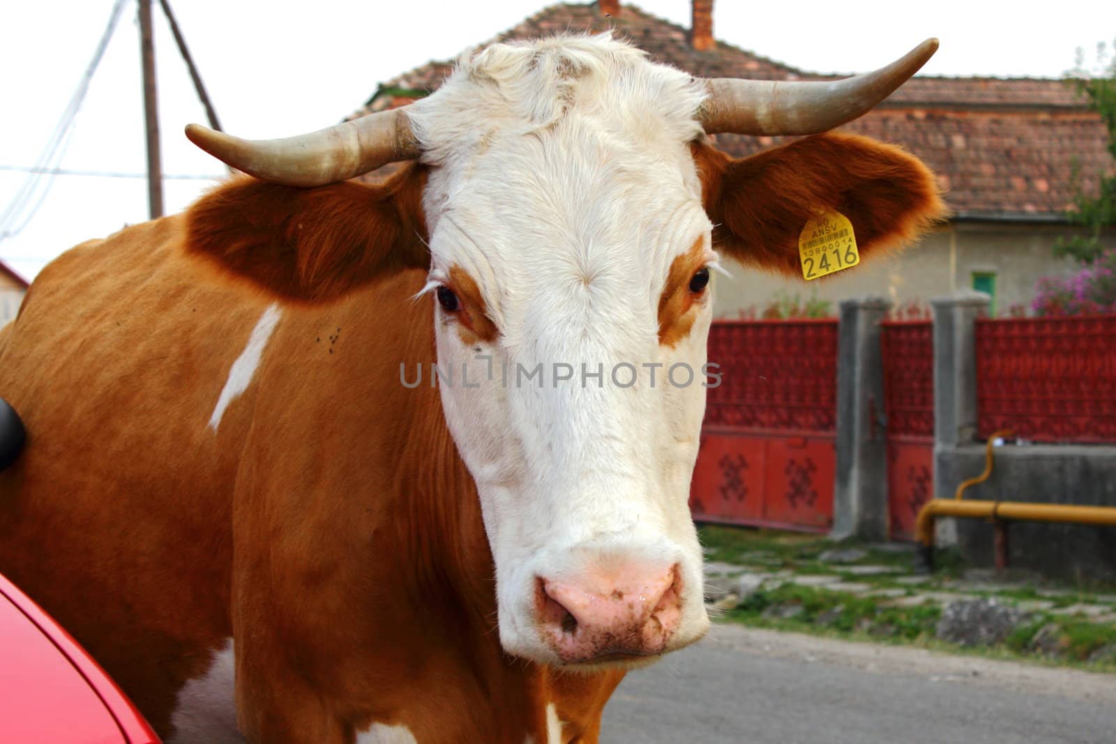 curious cow looking at camera while passing on a rural road