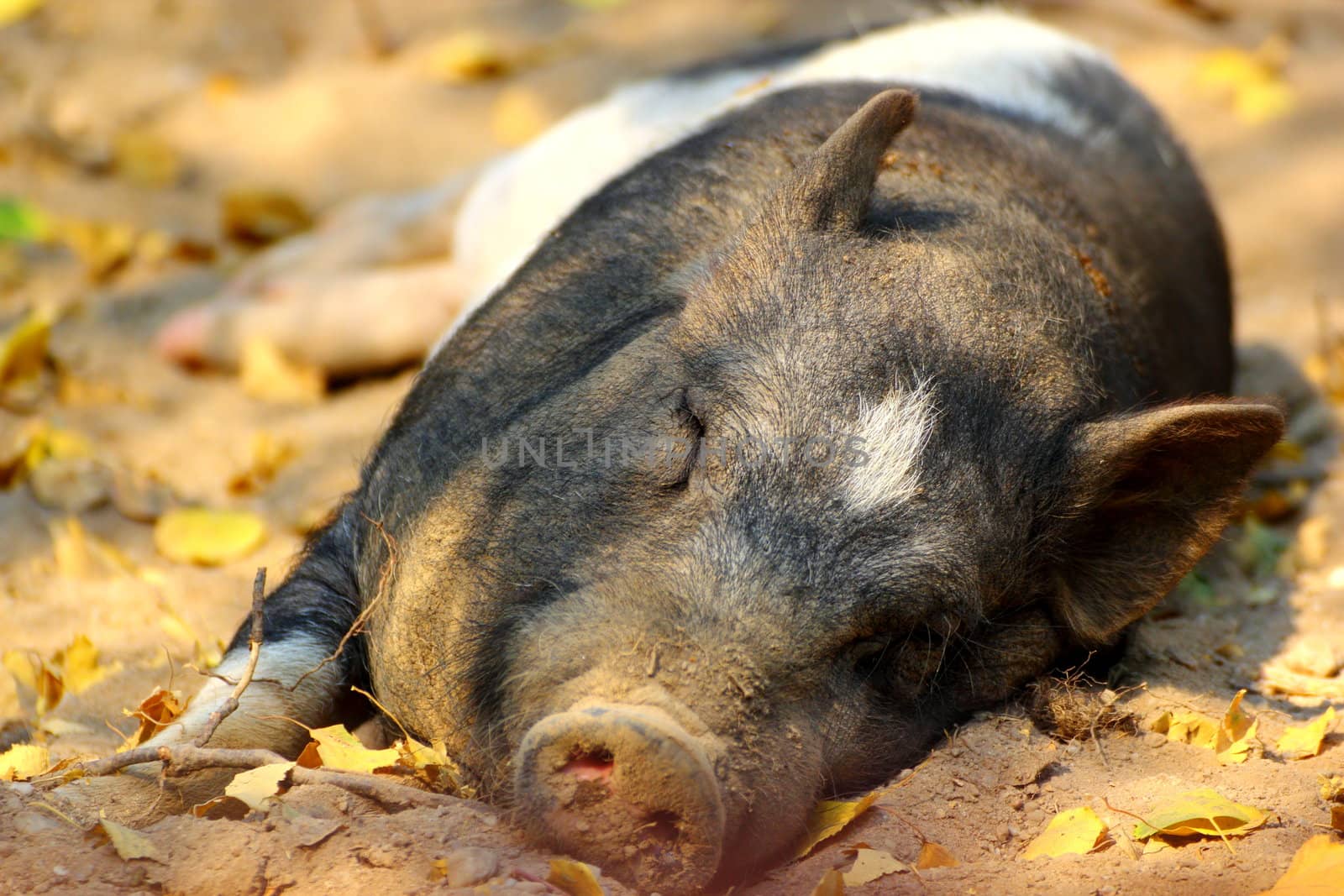 lazy pig laying in the dirt at the shade of a tree