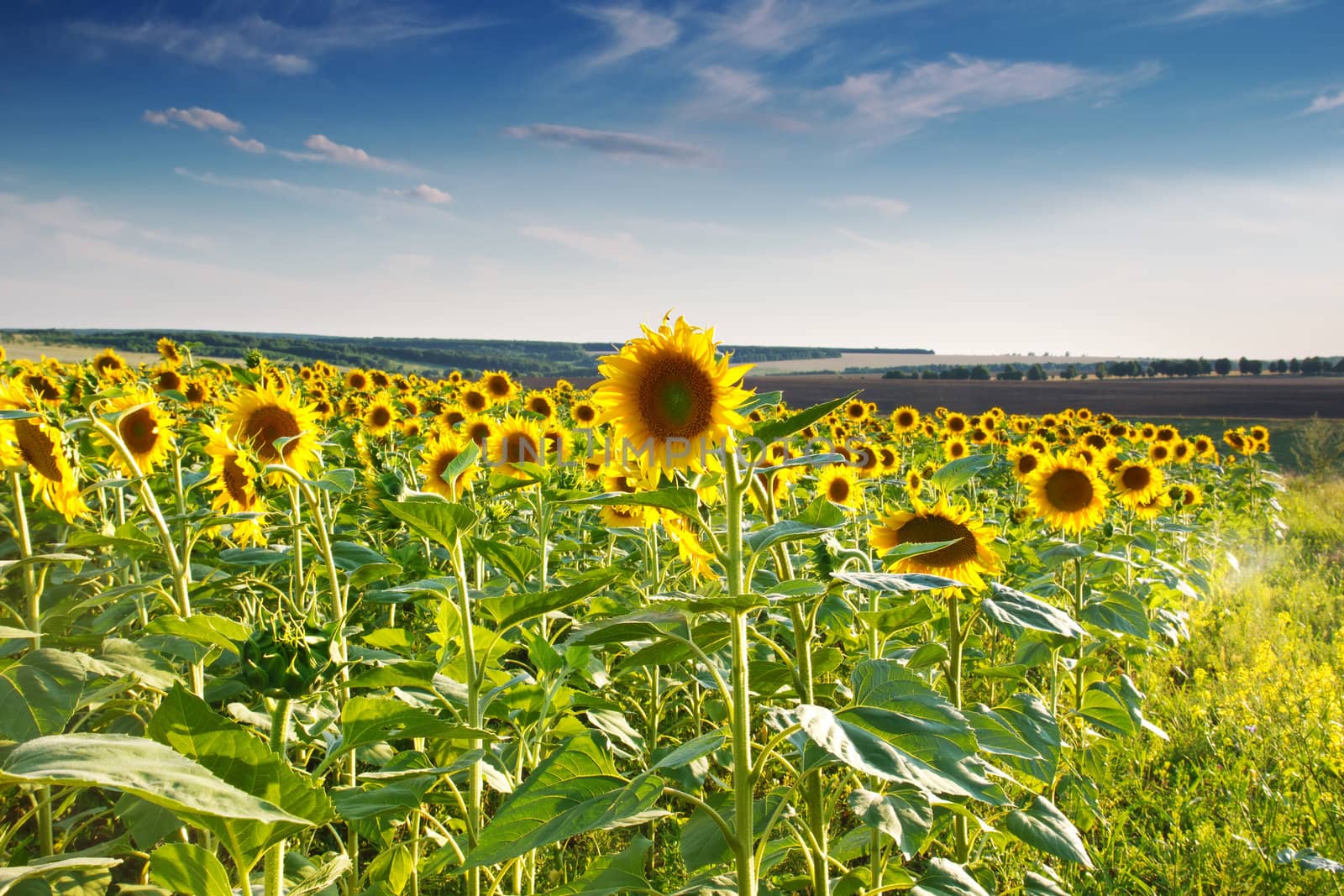 Green field, grass, sunflowers, blue sky
