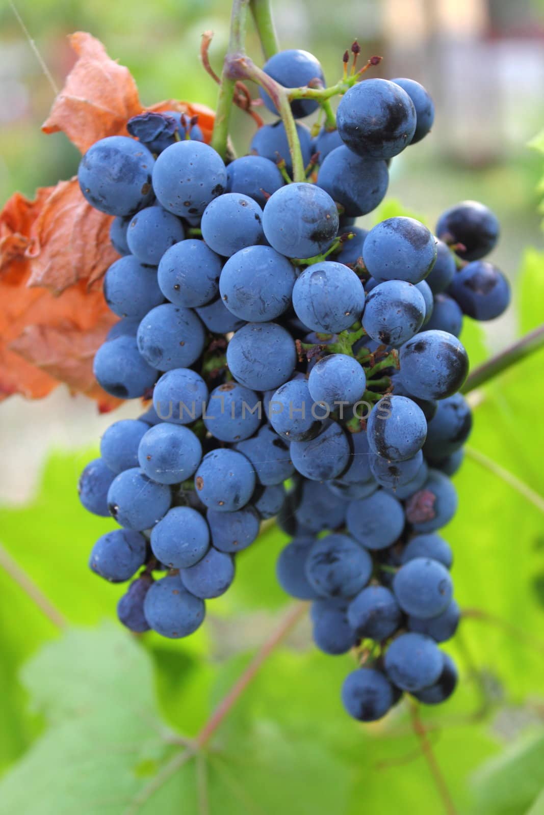 cluster of red grapes in a vineyard