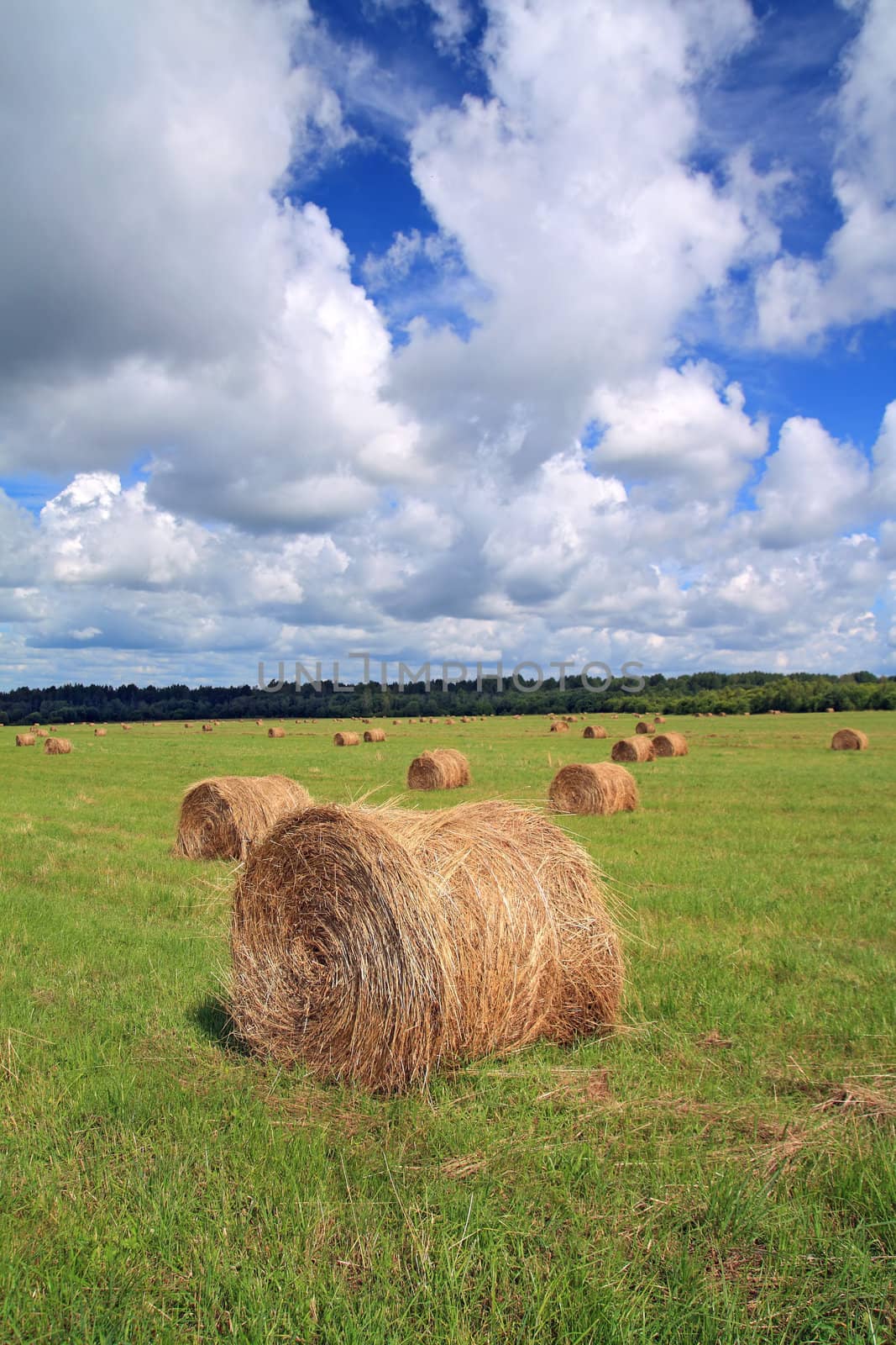 stack hay on summer field