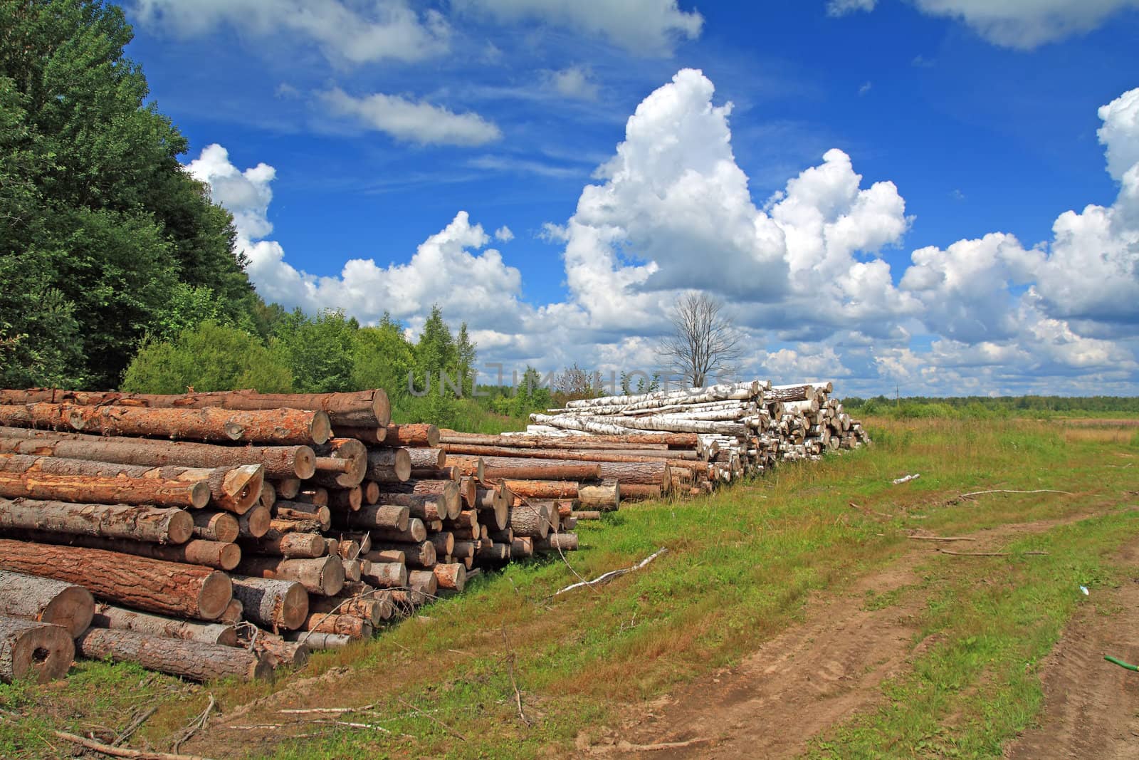 timber in a field near the forest