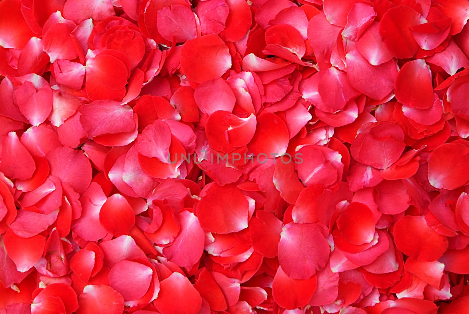 Background of red rose petals 