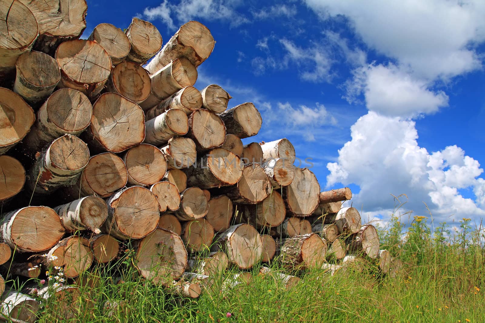 timber in a field near the forest