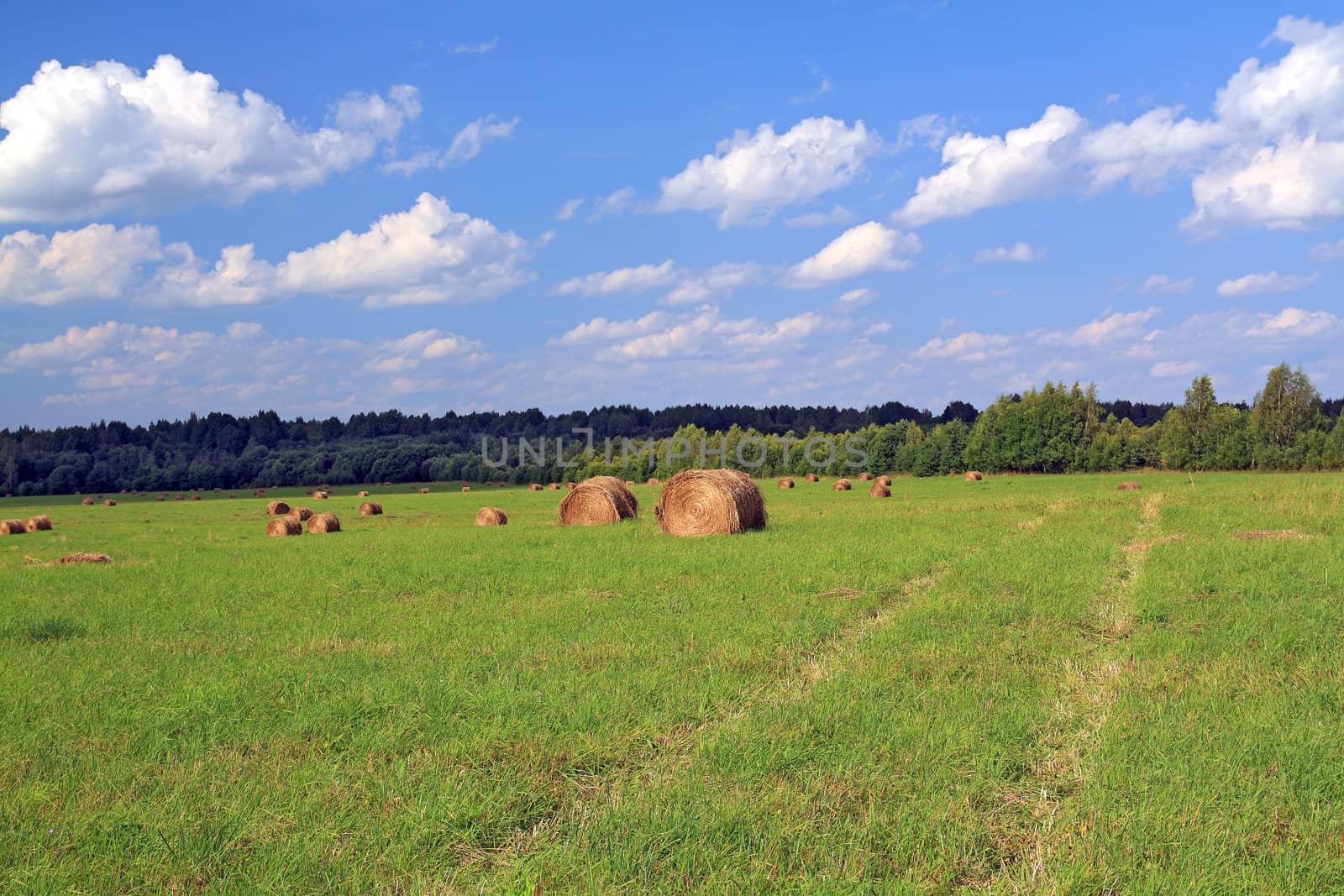 stack hay on summer field by basel101658