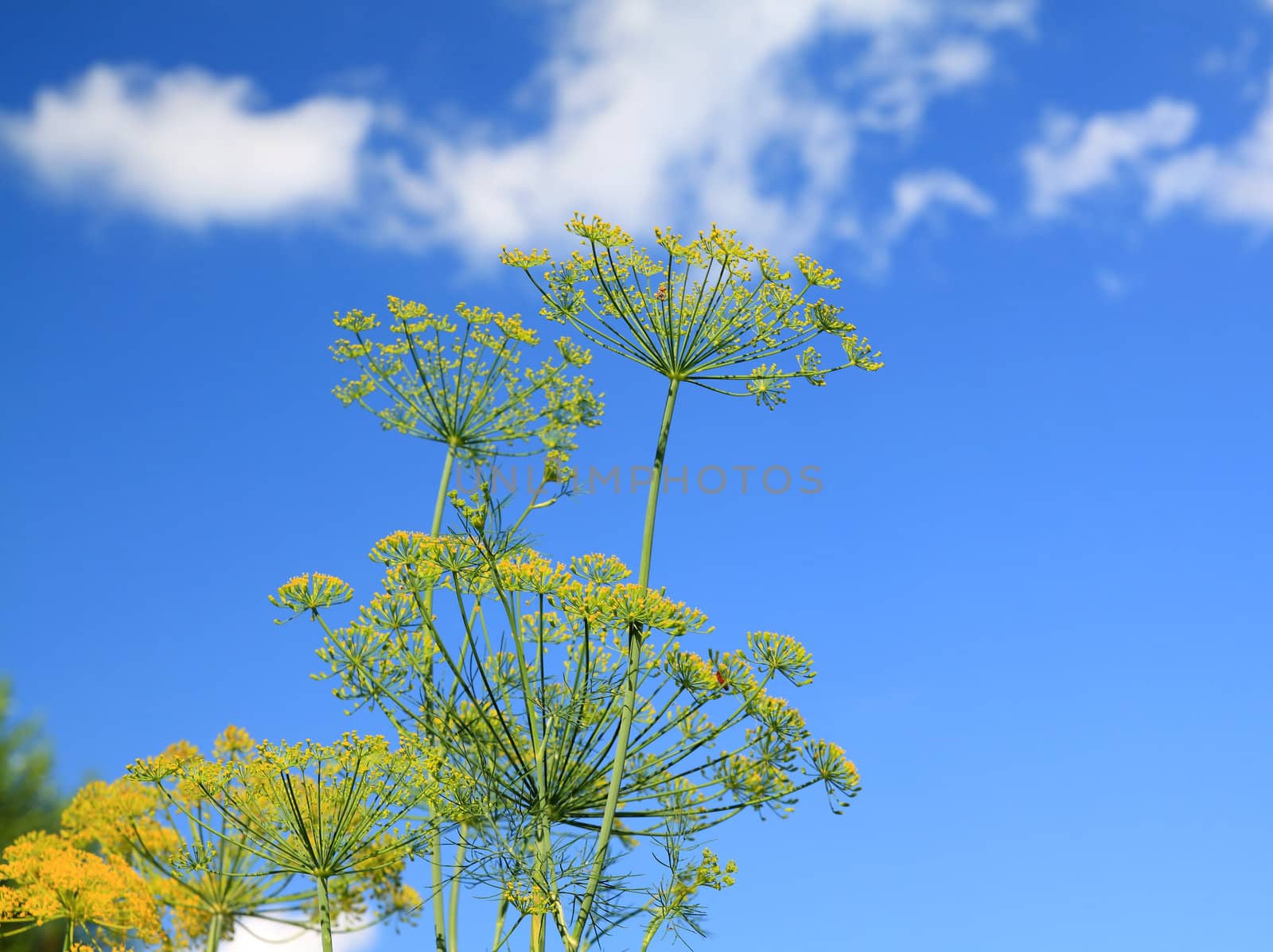 ripe dill on celestial background