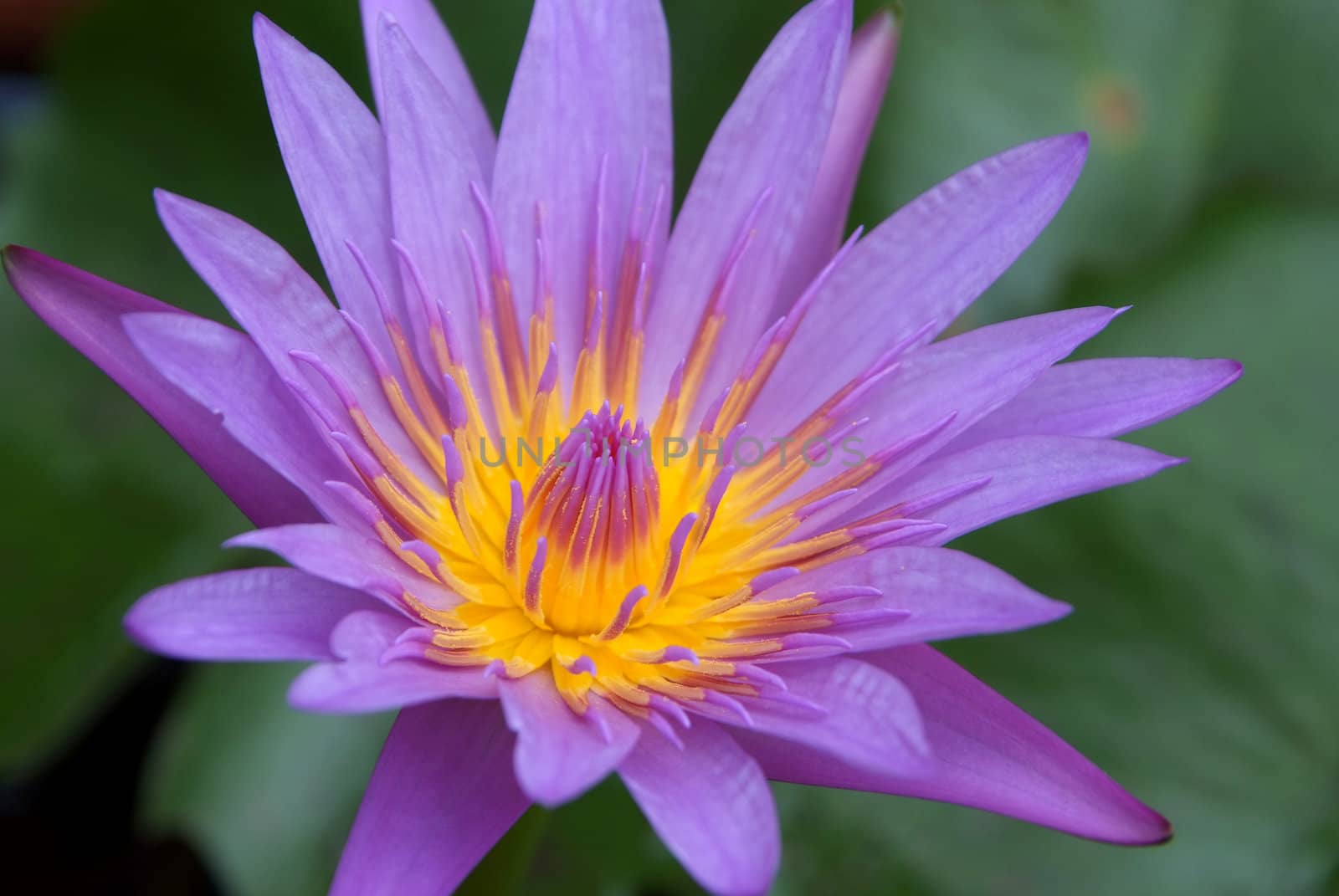 
Purple Lotus beautiful flower from Thailand 