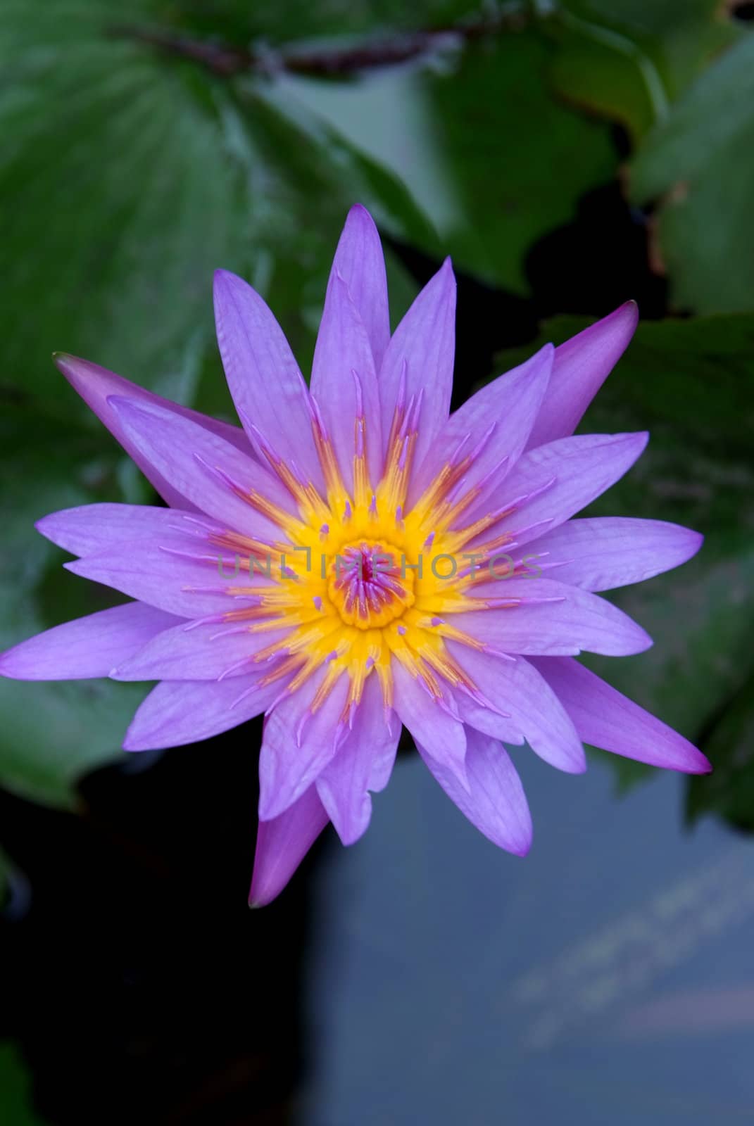 Purple Lotus by opasstudio