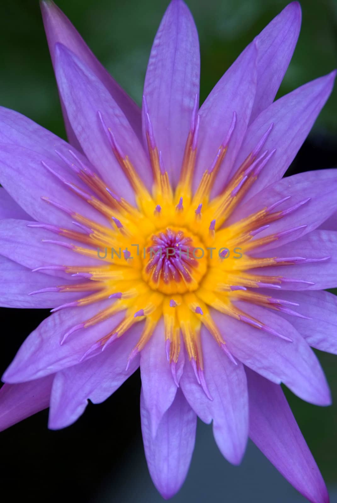 
Purple Lotus beautiful flower from Thailand 