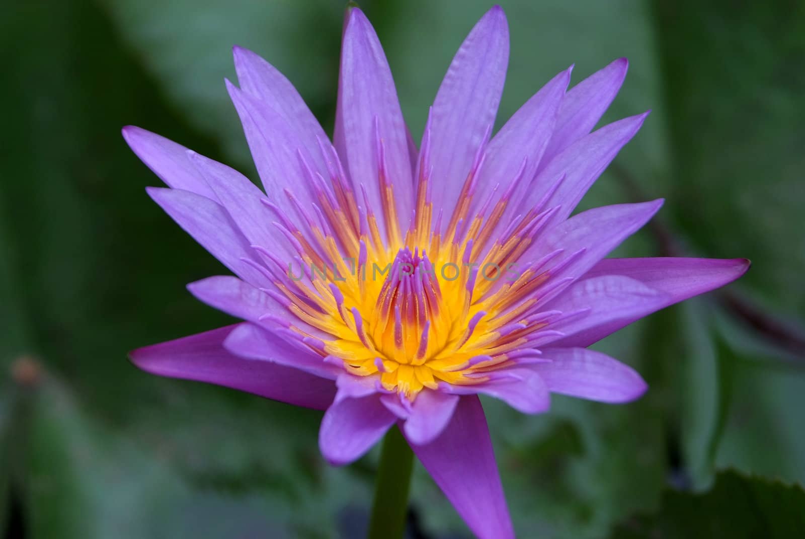 
Purple Lotus beautiful flower from Thailand 