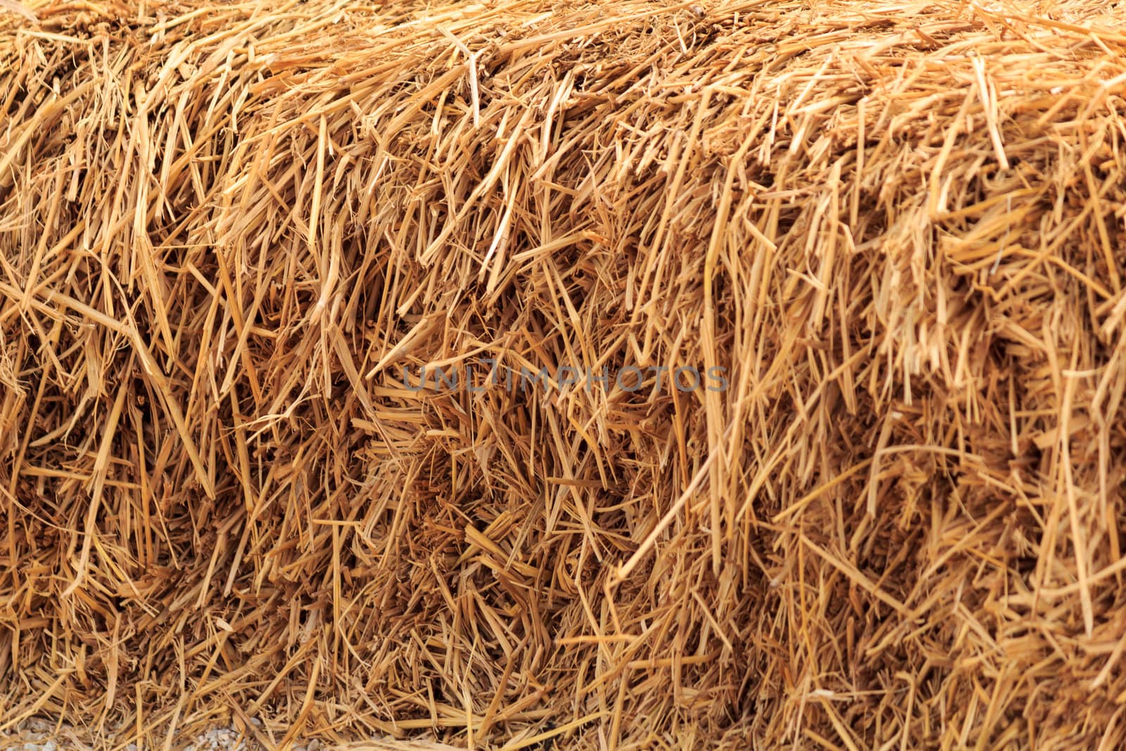 Bale golden straw texture, ruminants animal food background.