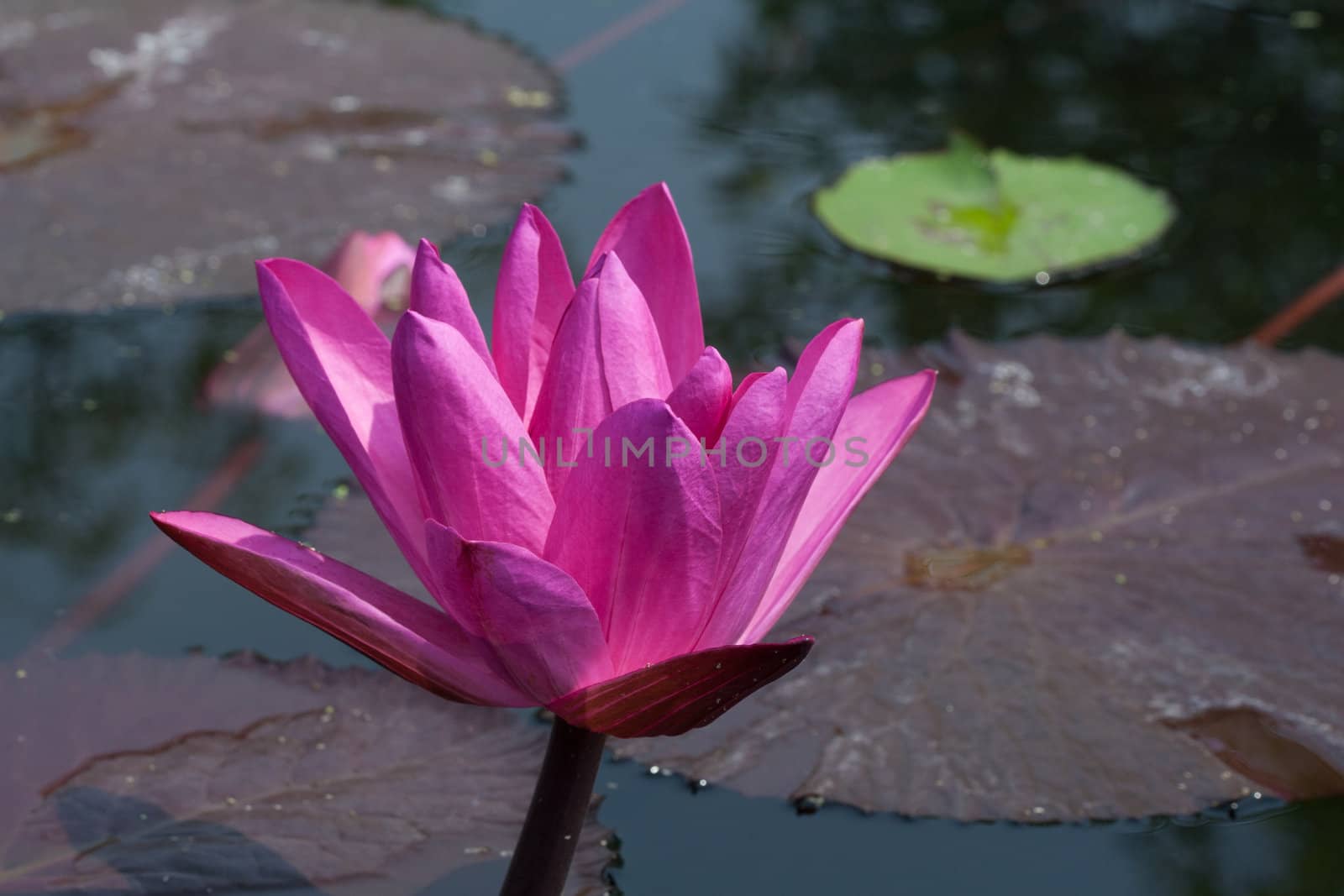 Pink Waterlily