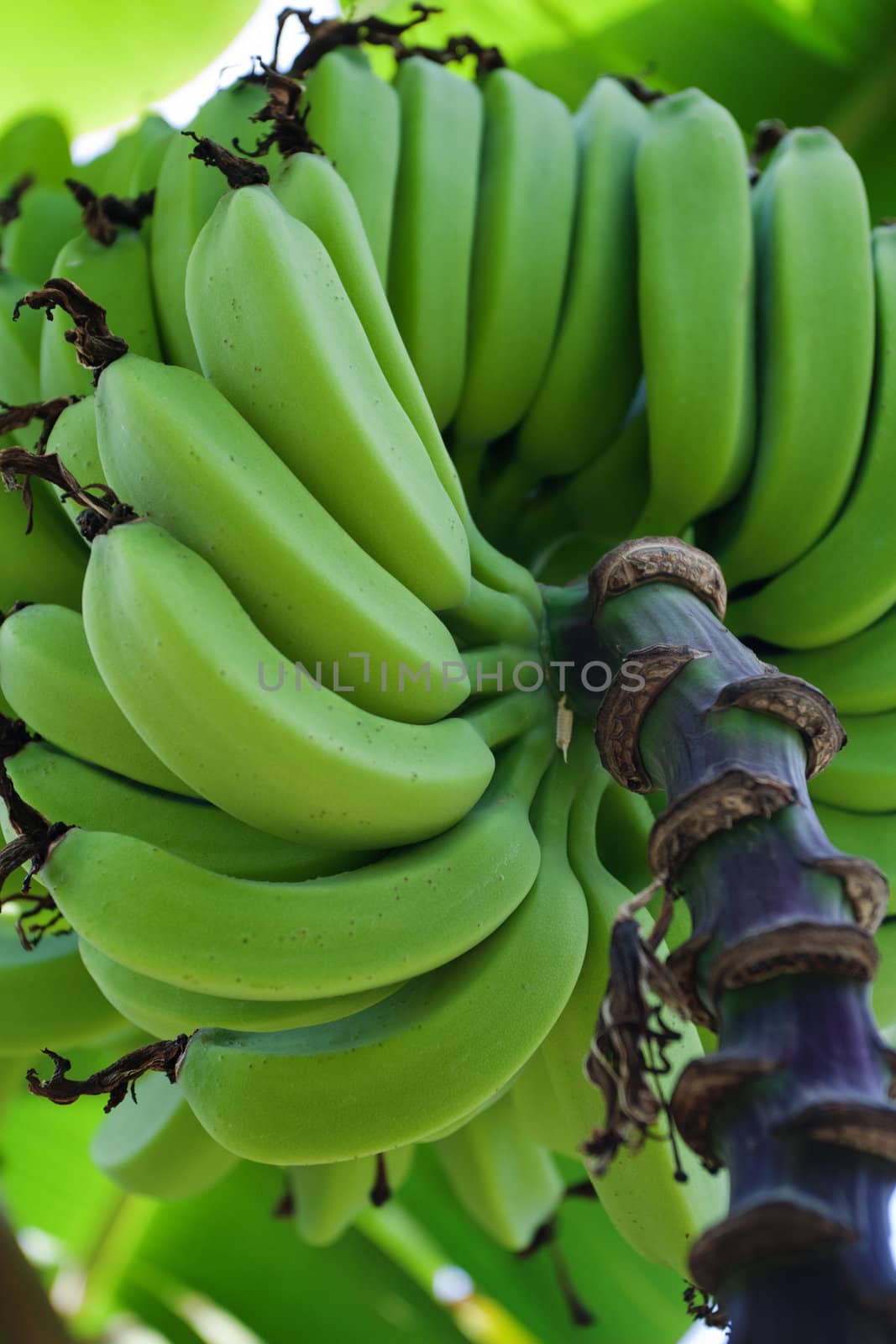 Green bananas