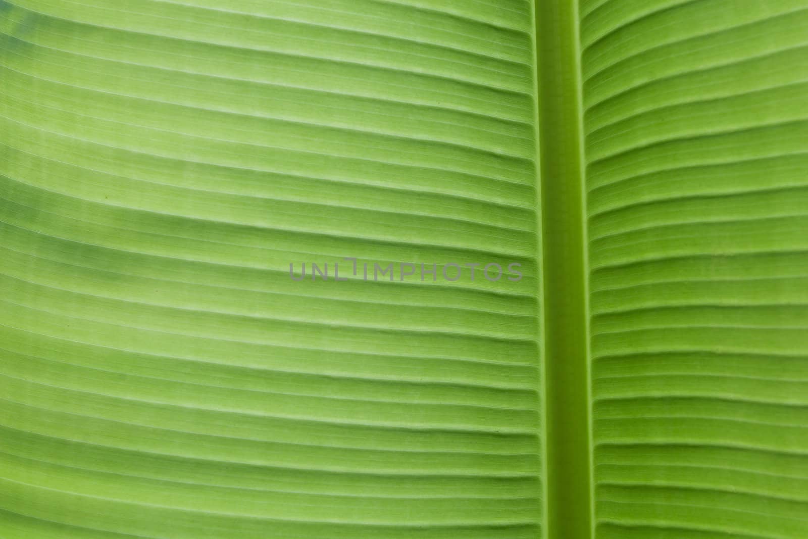 Banana Leaf background