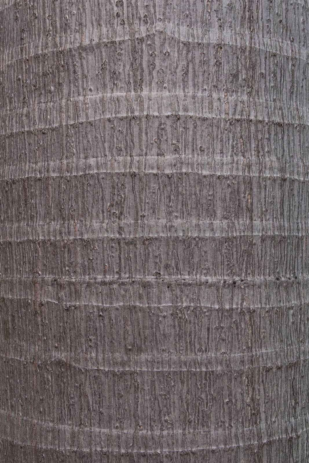Tree bark texture