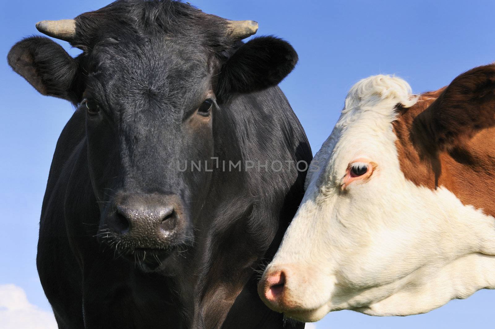 Portrait of a young Black bull abd a Montbeliarde cow