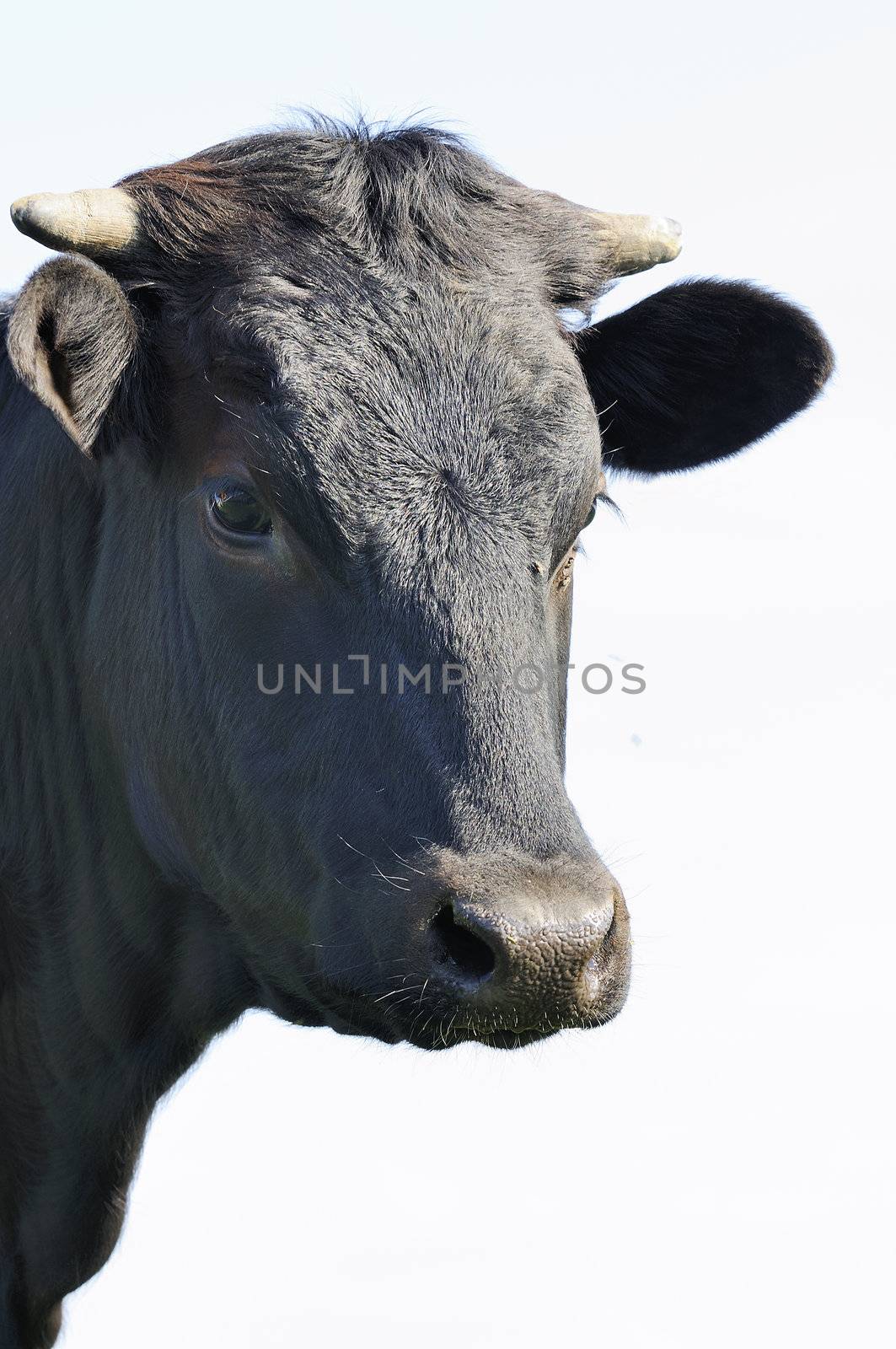 Portrait of a young Black bull