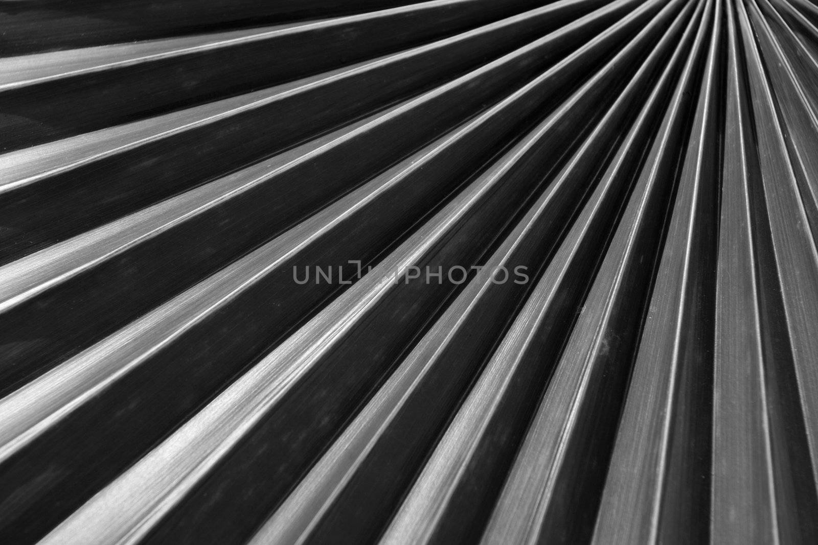 Abstract palm tree leaf
