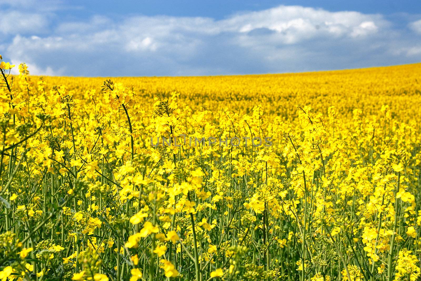 rape field and blue sky with clouds in spring 