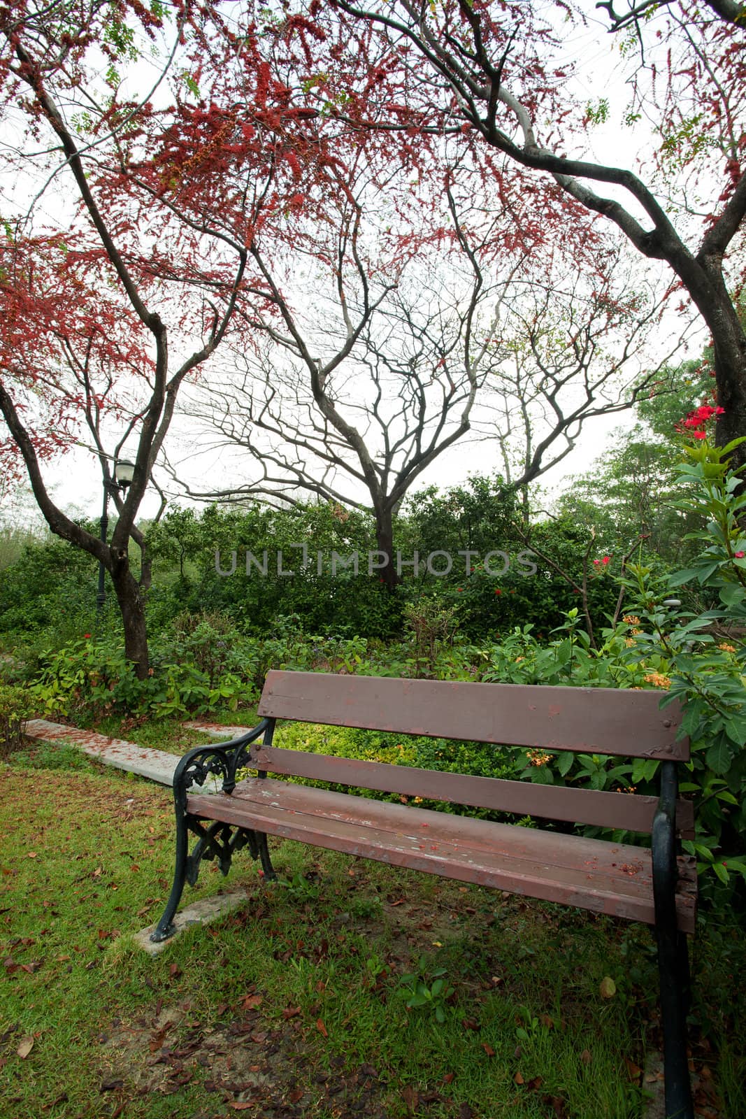 Bench in park with red flower tree