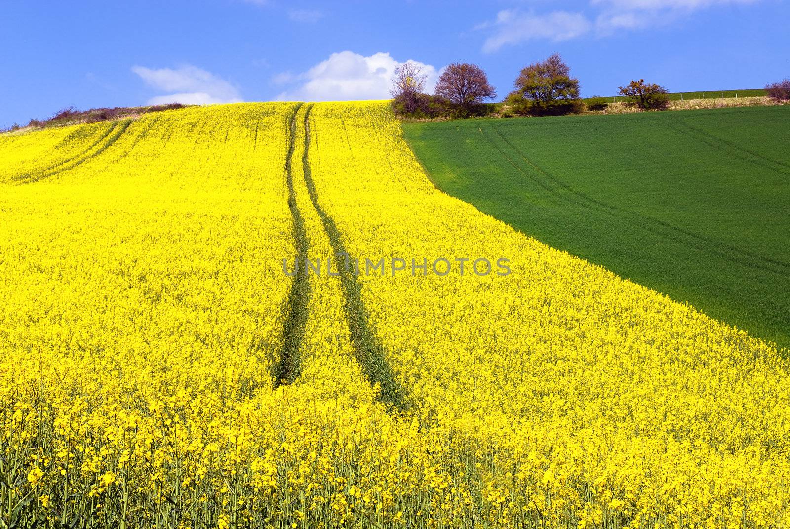 rape field and blue sky with clouds in spring 