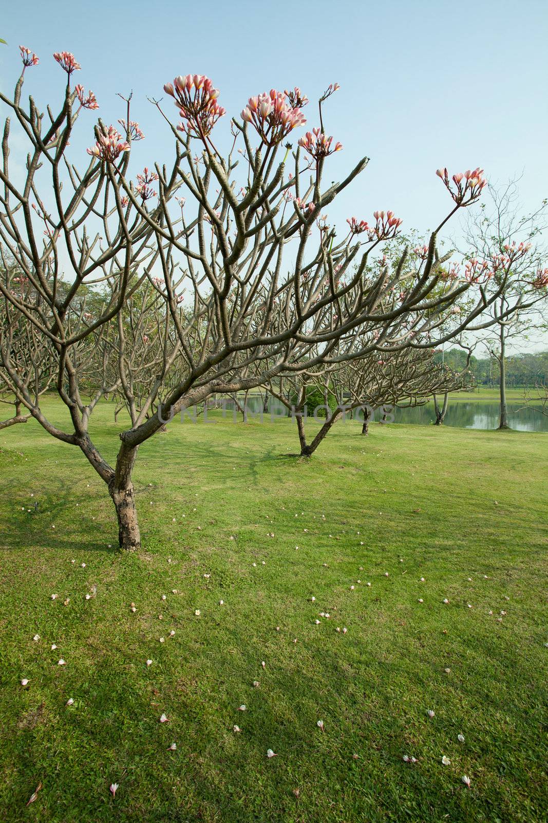 Plumeria tree with green grass