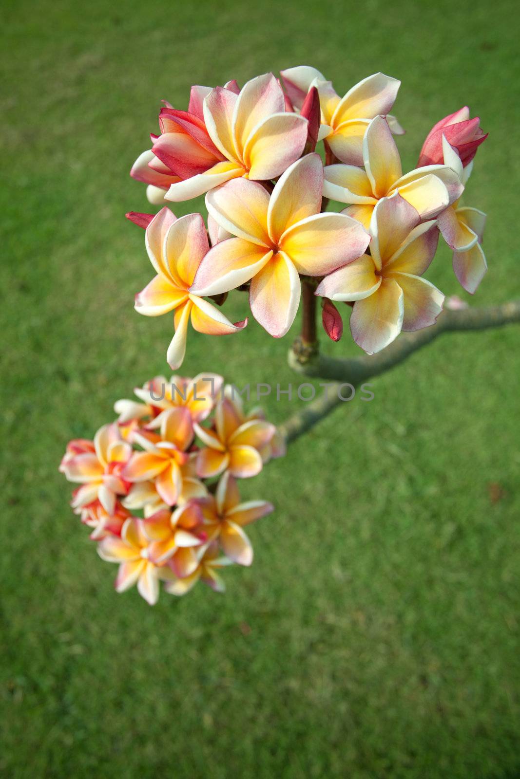 Yellow plumeria flowers