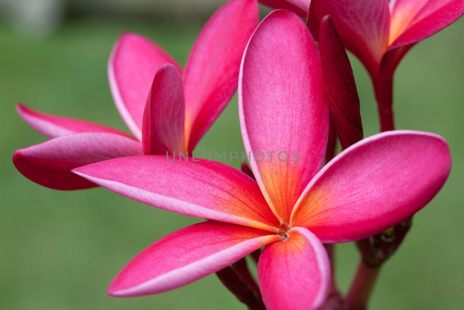 Plumeria flowers