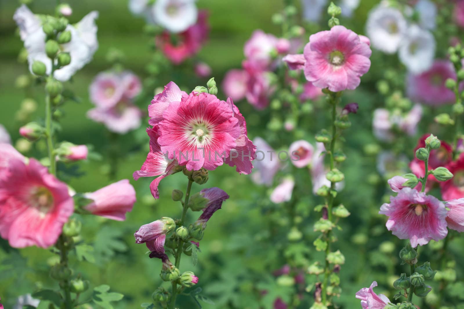 Pink hibiscus flowers