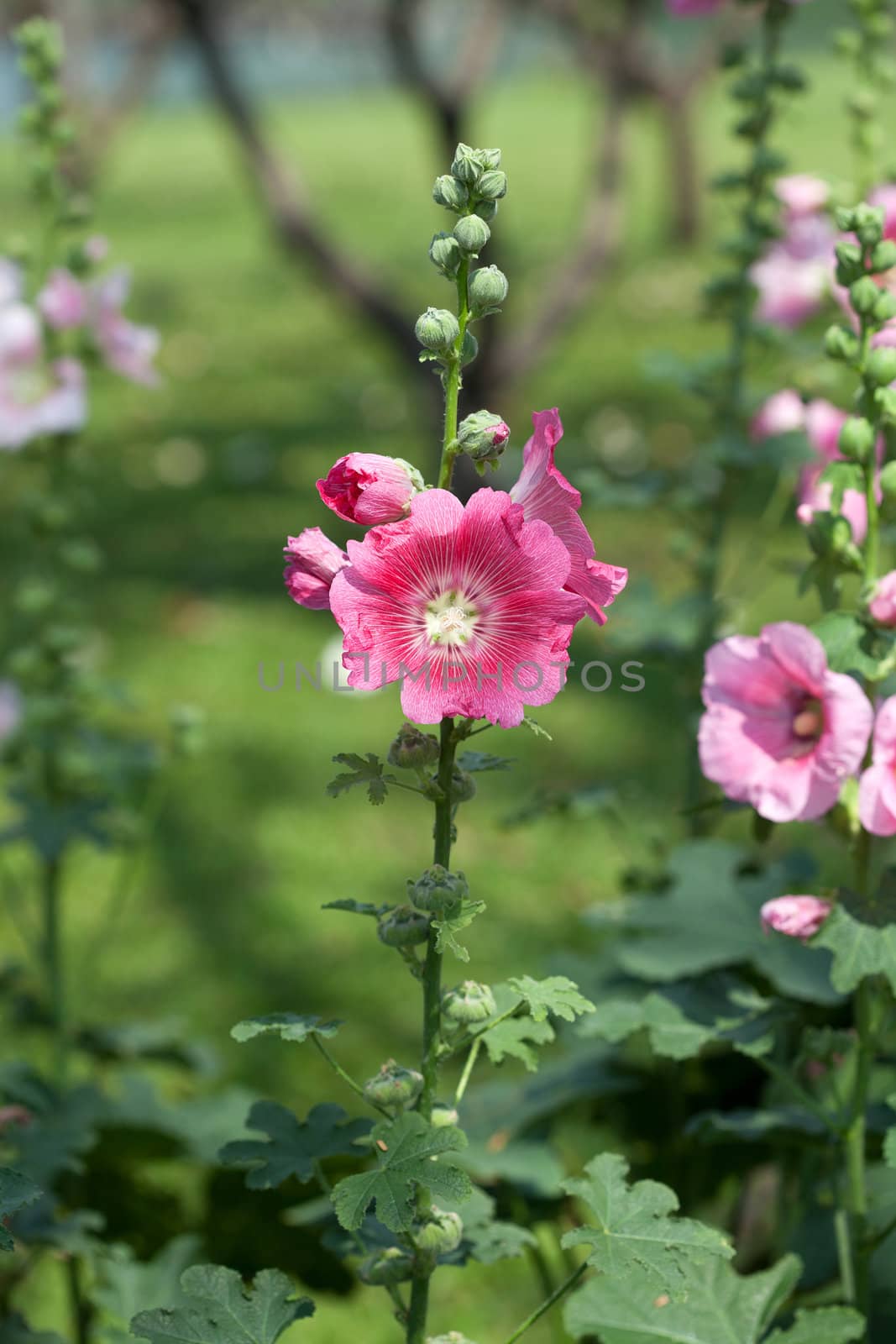 Pink hibiscus flowers