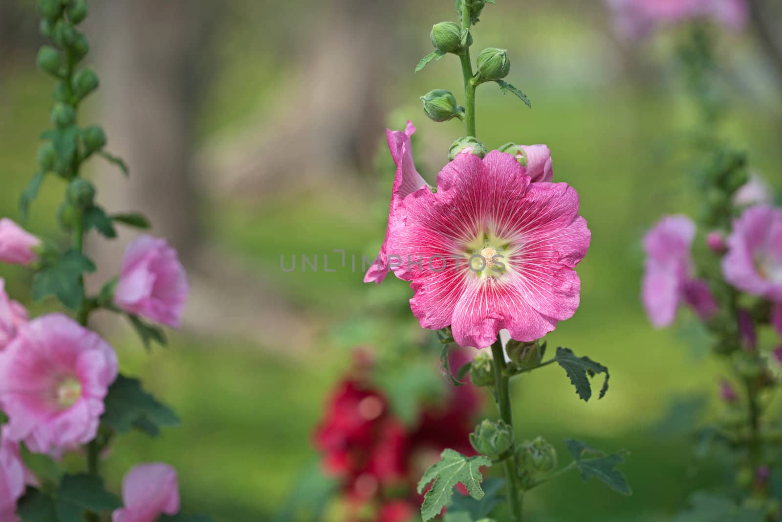Pink hibiscus flowers