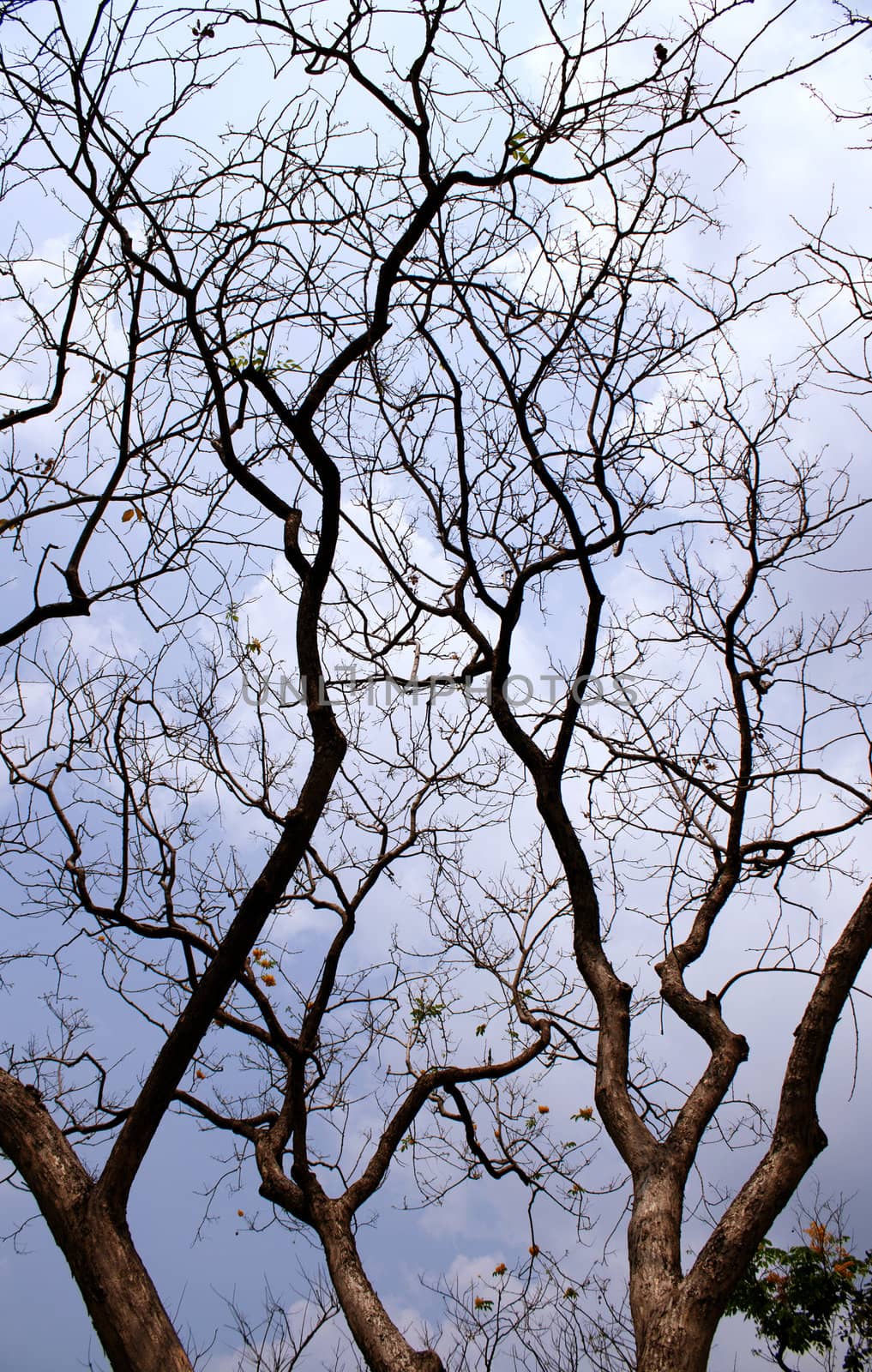 Tree branches and blue sky