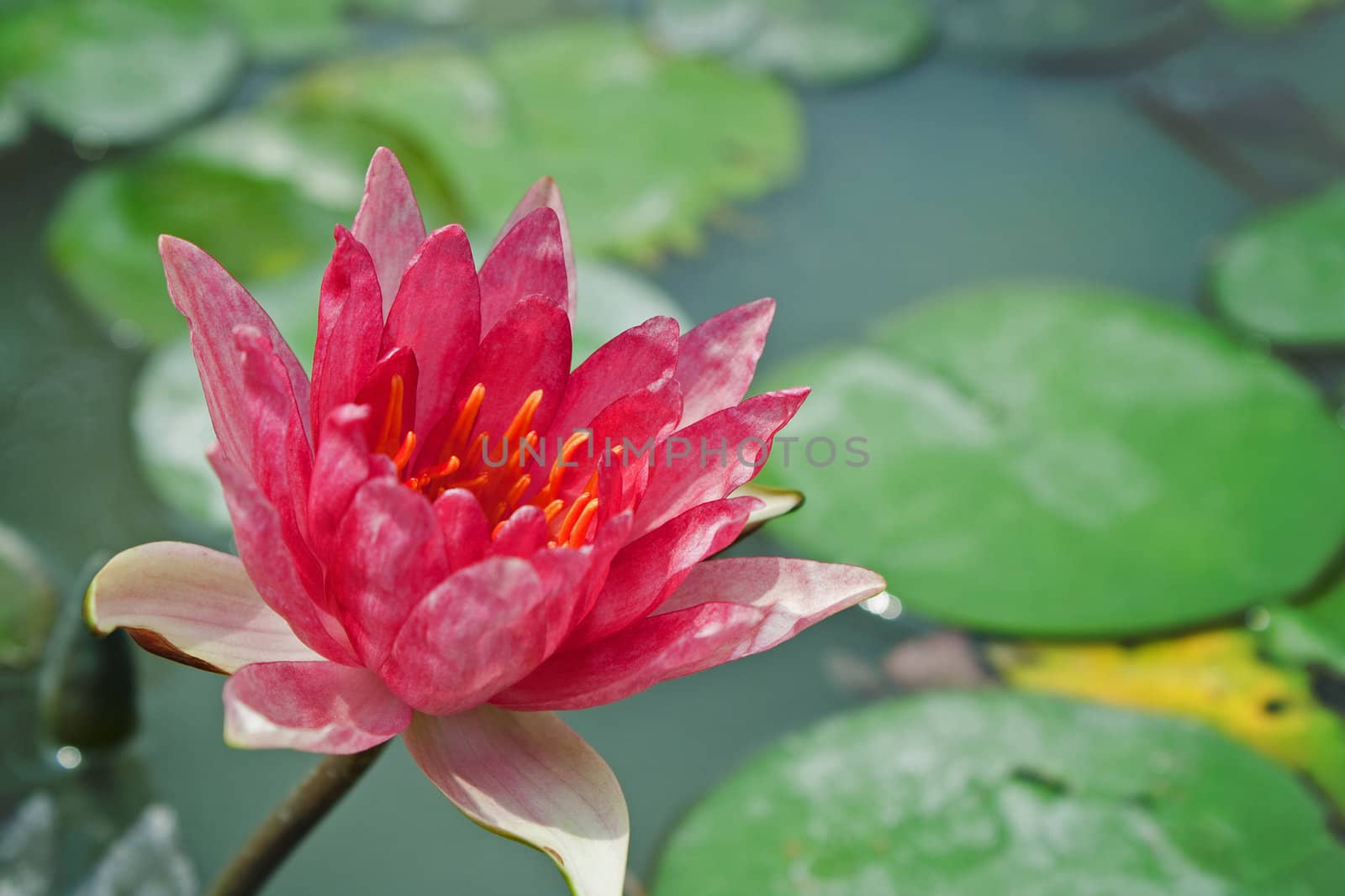 Red Water Lily