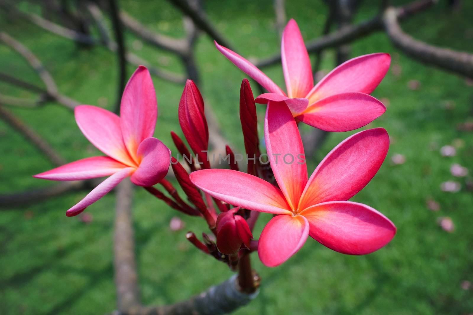 Plumeria flowers