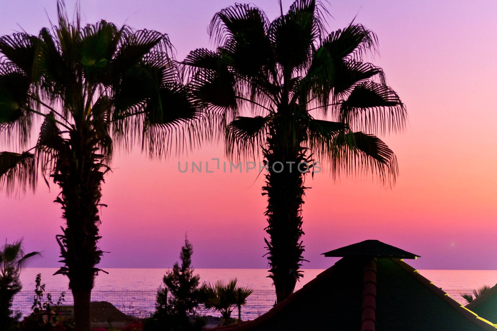 Pink sunset and palmtrees in Alanya