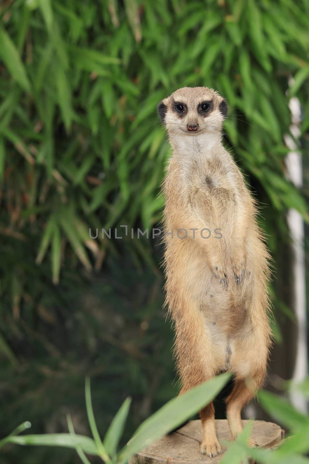 watchful suricate portrait