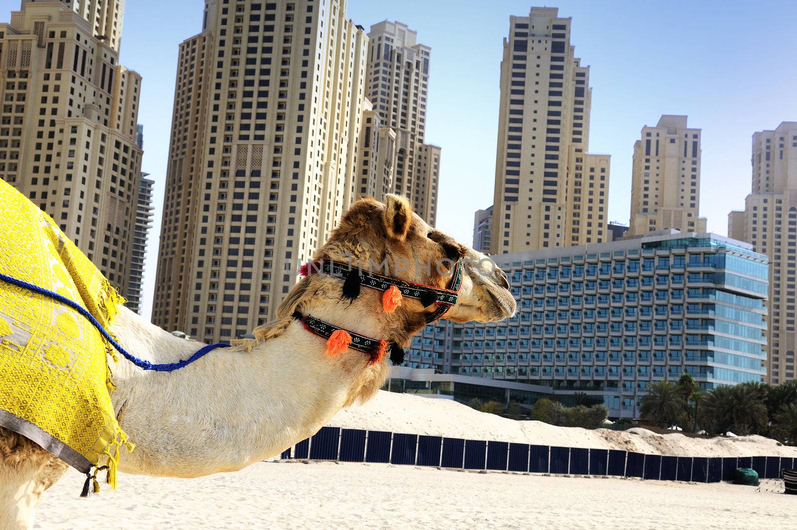 Camel in the famous Dubaî modern city, United Arab Emirates