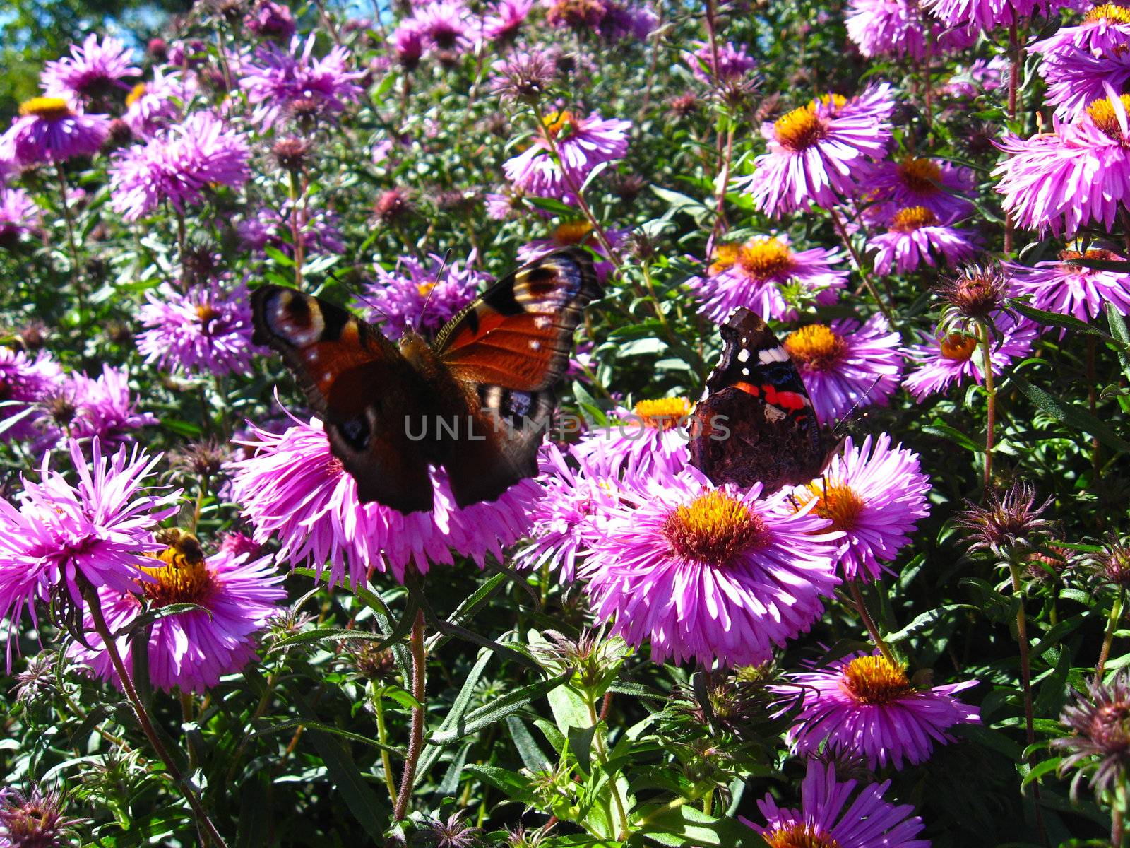 The graceful butterflies of peacock eye sitting on the aster