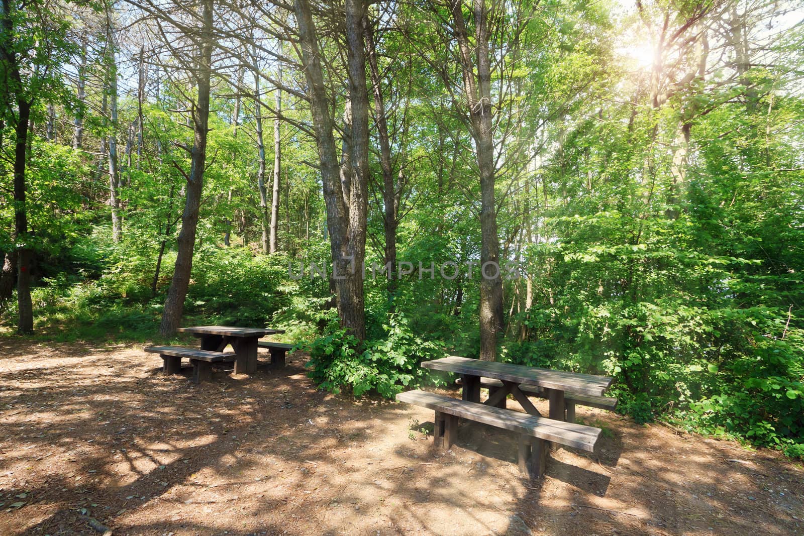 pathway with benches in the forest with sunlight 