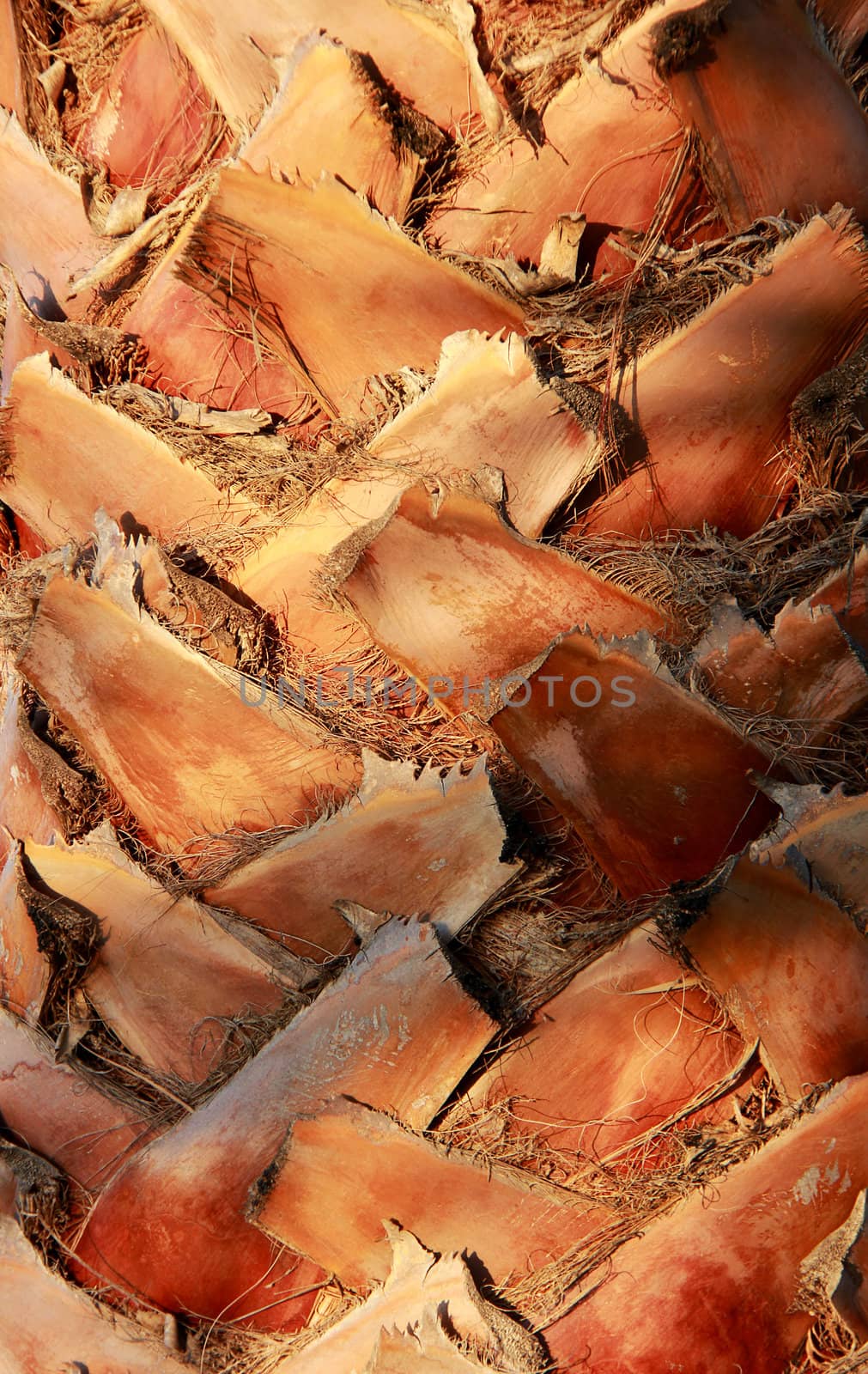 detailed close up picture of a palm trunk