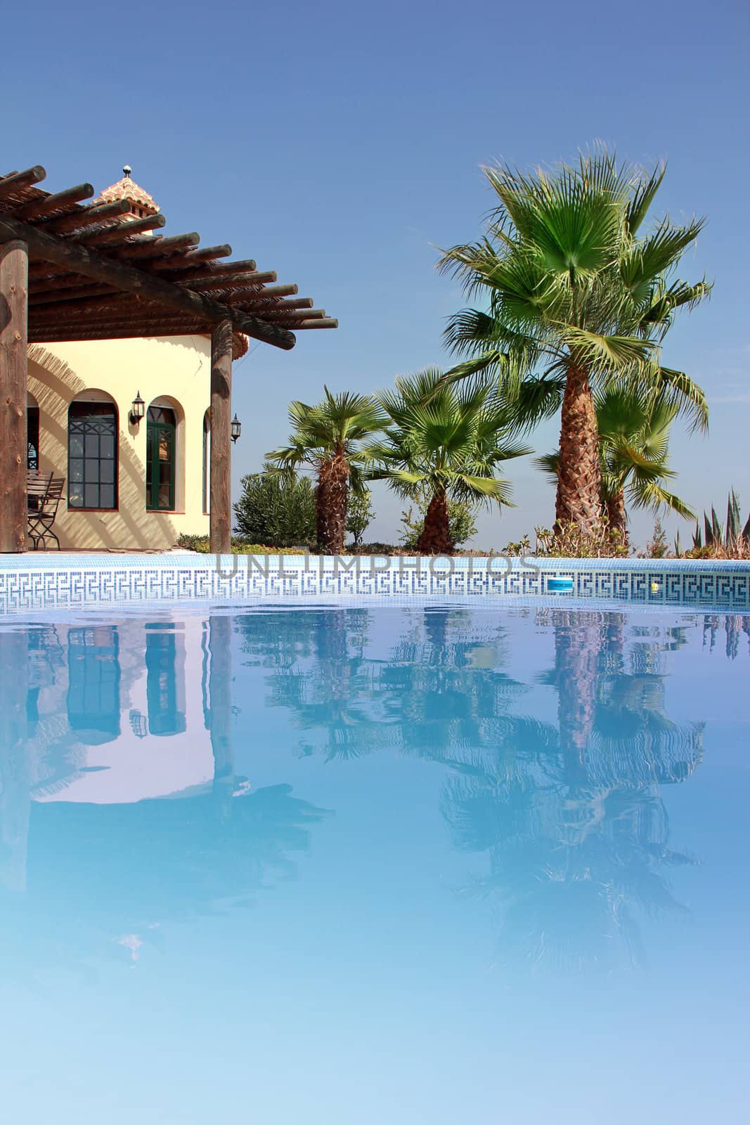 Tropical Scene with swimming pool and nice palm