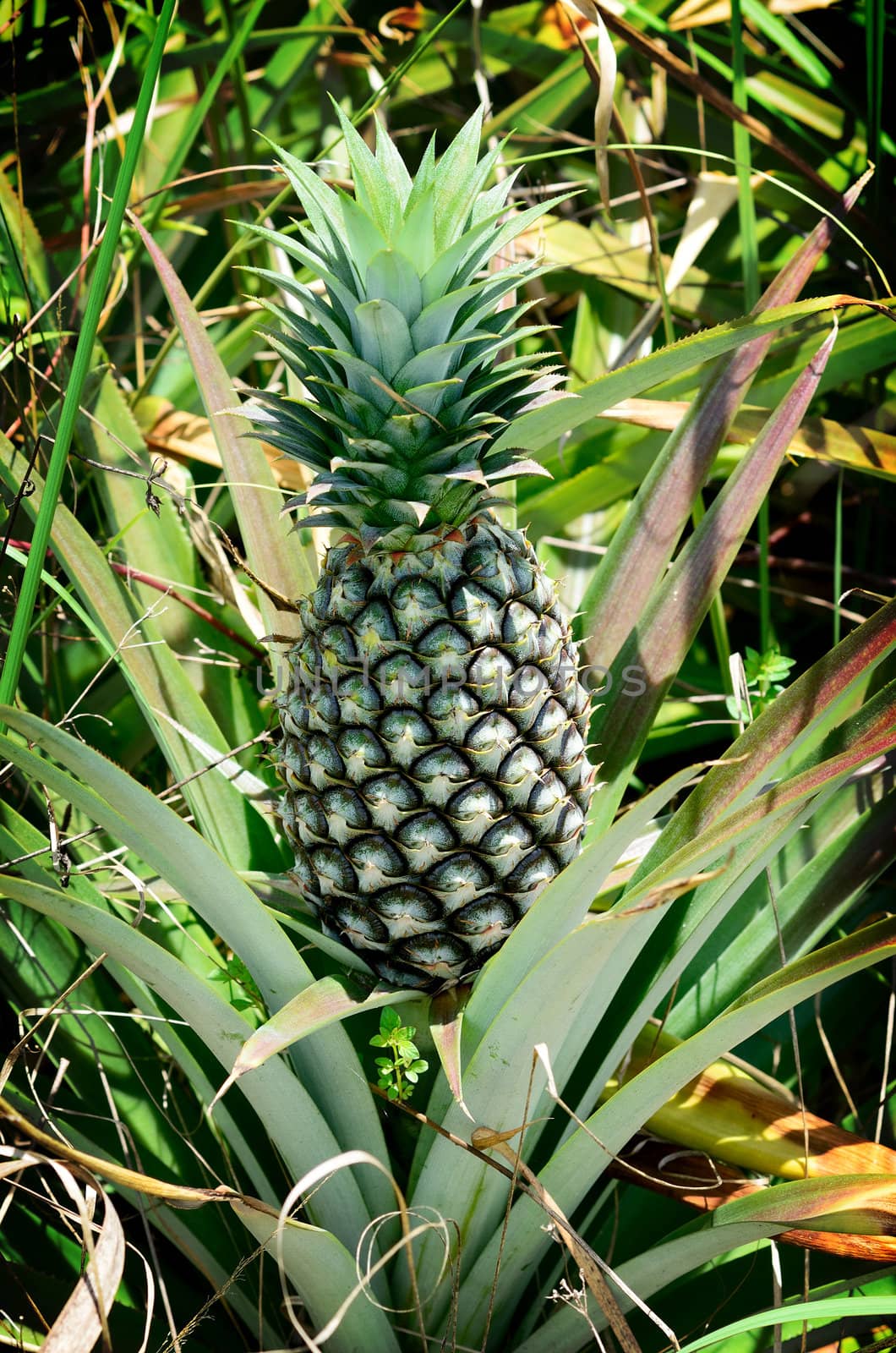 Pineapple in farm, Agriculture in Thailand