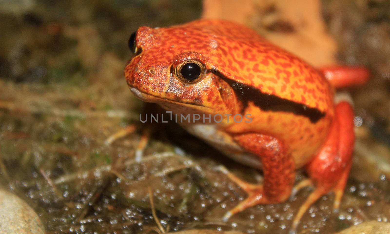 red tomato frog by mihail1981